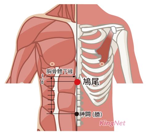 鳩尾穴位置|鳩尾穴在哪裡？按摩鳩尾穴有什麼作用？